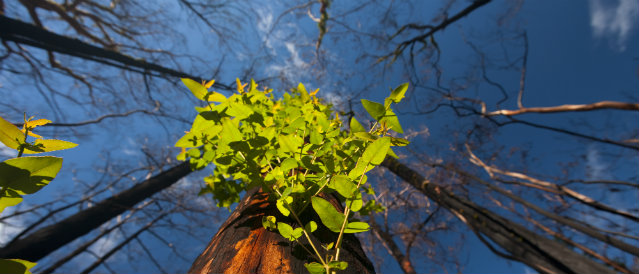 Looking up at burnt trees with some new growth showing.