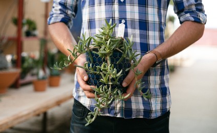 A man's hands holding a cactus plant in a pot. 