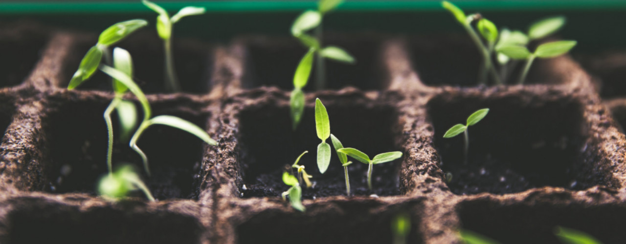 A selection of seedlings grow representing multiple superannuation accounts
