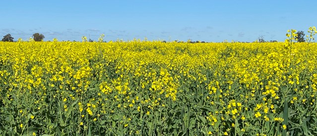 A field of canola crop flowering in Spring