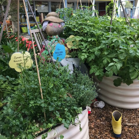 Vegetable garden in local primary school with lots of greenery and a scarecrow.
