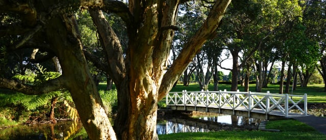 Stock image of a large tree in a landscape with white bridge over water.