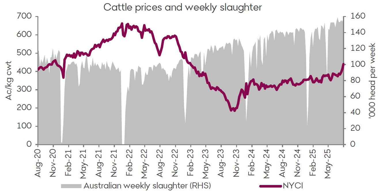 A graph showing the National Young Cattle Indicator and Australian weekly slaughter since August 2020. The NYCI saw strong growth in July due to firm export demand and now sits at its highest level since early 2023. Slaughter rates are also continuing to rise.