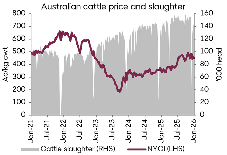 A graph with the National Young Cattle Indicator (NYCI) and average weekly slaughter data. Cattle prices trended downwards throughout January on the back of stronger supply. 