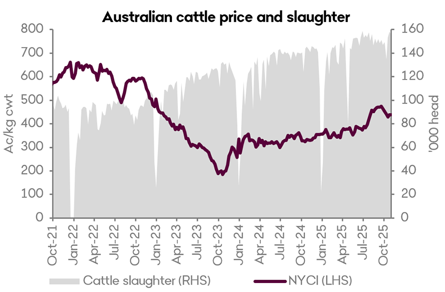 A graph showing the National Young Cattle Indicator and Australian weekly slaughter since October 2021. The NYCI has lifted over the past few months, while cattle slaughter rates remain near record highs. 