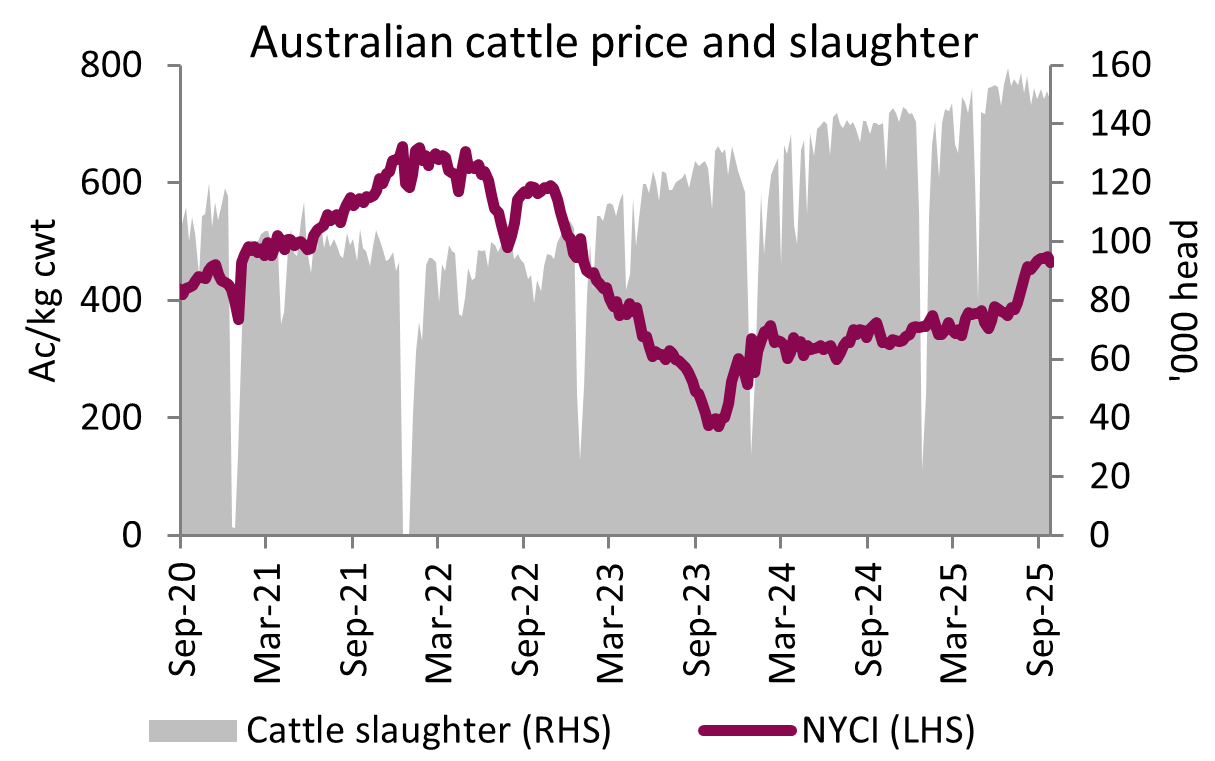 A graph showing the National Young Cattle Indicator and Australian weekly slaughter since September 2020. The NYCI has lifted over the past few months, while processing rates remain relatively high. 