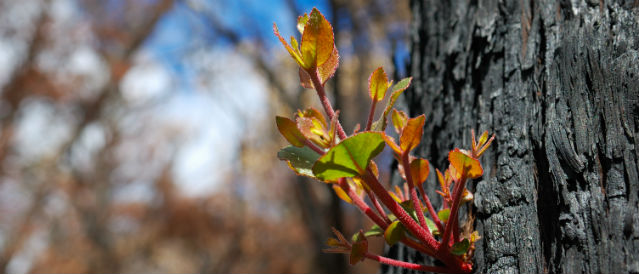 New growth on bushfire burnt tree.