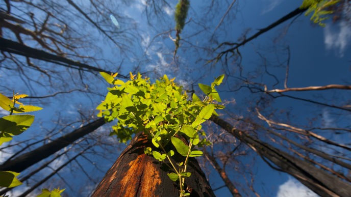 Looking up at burnt trees with some new growth showing.